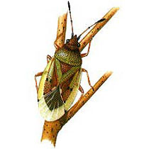 illustration Hemiptera