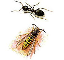 Illustration Hymenoptera