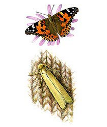 illustration Lepidoptera