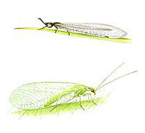 illustration Neuroptera