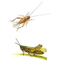 illustration Orthoptera