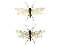 illustration Plecoptera