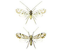 Illustration Psocoptera