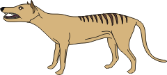 Illustration thylacine