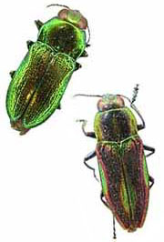 Two jewel beetles on white background