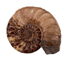 External view of an ammonite with visible septa lines