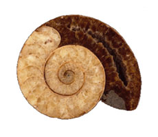 Lateral view of an ammonite on white background