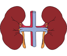 Kidneys illustration