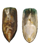 Tongue-shaped shells of Lingula brachiopod, internal and external view