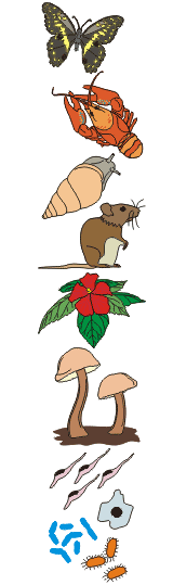 Different organisms illustration
