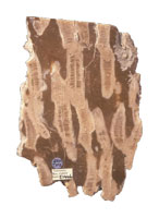 Slab of marble showing fossilised corals within the stone, in lateral view