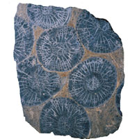 Slab of marble showing fossilised corals within the stone