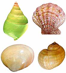 Set of different mollusc shells on white background 