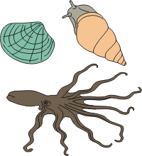 Illustration of three different molluscs
