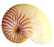 External lateral view of the shell of Nautilus