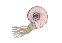 Illustration of a Nautilus on white background