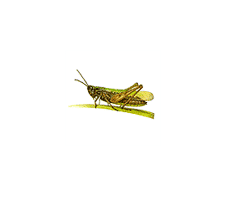 Orthoptera | The Learning Zone