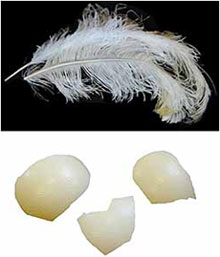Two images showing an strich feather on black background and ostrich egg shell pieces on white background