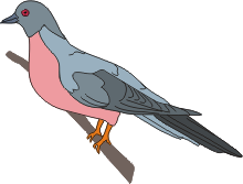 Passenger pigeon illustration on white background