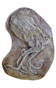 Fossilised Proteroctopus preserved in stone