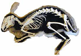 Image of an adult rabbit with visible skeleton