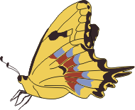 Schaus swallowtail butterfly illustration