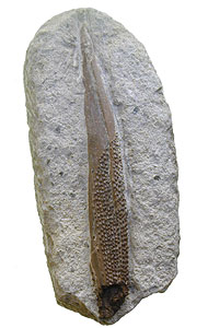 Fossil shark fine spine 