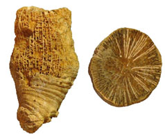 Lateral and dorsal view of a fossil solitary coral
