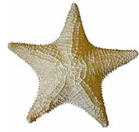 Image of a starfish fossil on white background