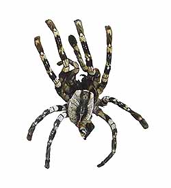 tarantula spider skin