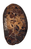 Trace fossil specimen on white background