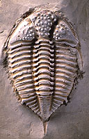 Fossil trilobite presrved in limestone