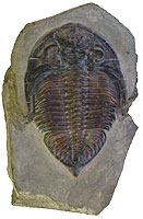 Fossil trilobite preservd in rock
