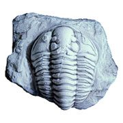 Trilobite fossil specimen preserved in rock
