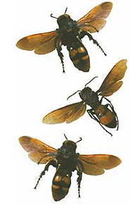 Image showing three wasp specimens