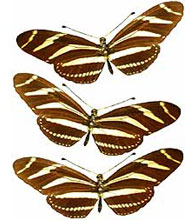 Image showing three longwing zebra butterflies 