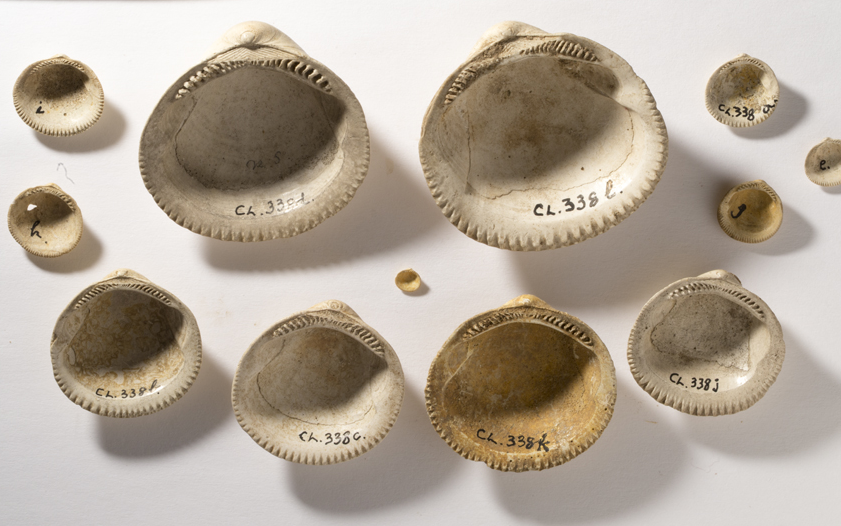 Bivalves The Learning Zone