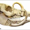 Barbirusa skull