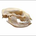 Bearcat skull