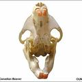 Canadian beaver skull