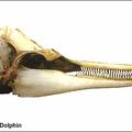 Spinner dolphin skull