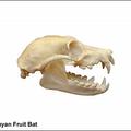 Indo-Malaysian fruit bat skull