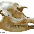 Malayan tapir skull