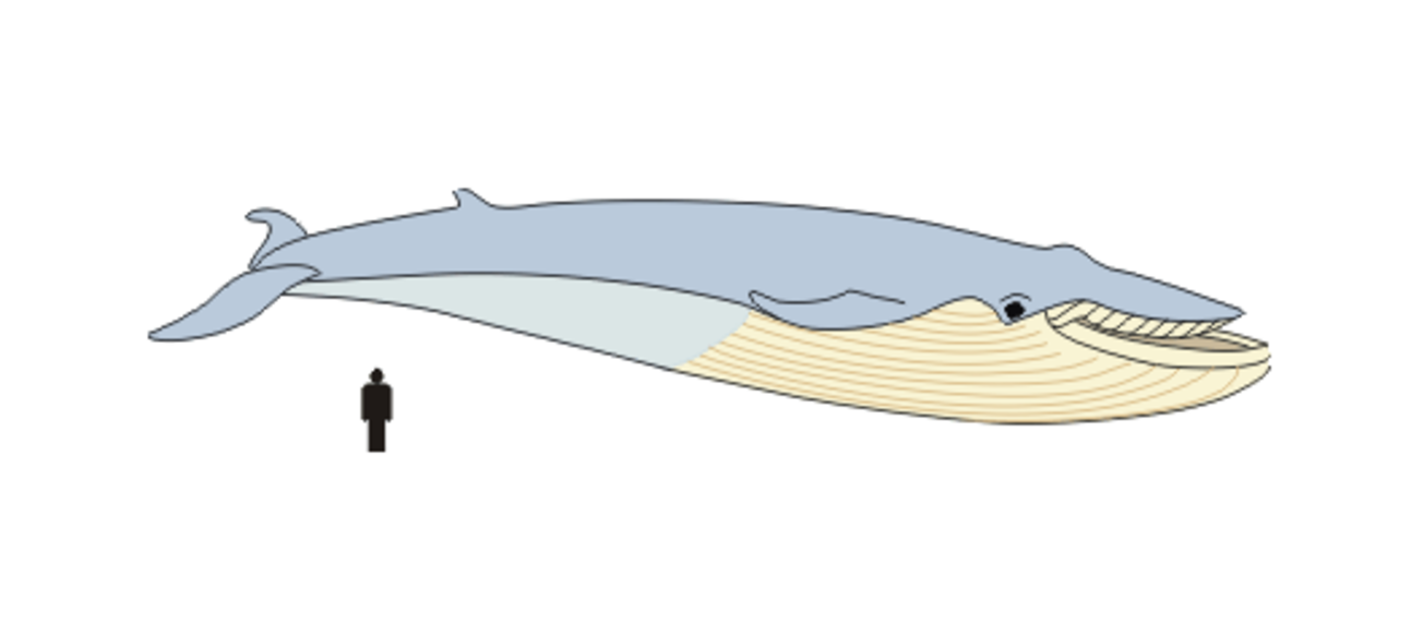 Blue whale | The Learning Zone