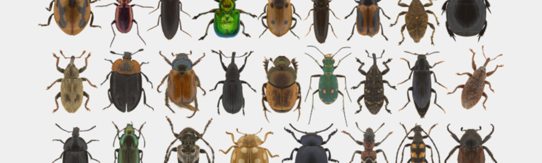 insects on white background