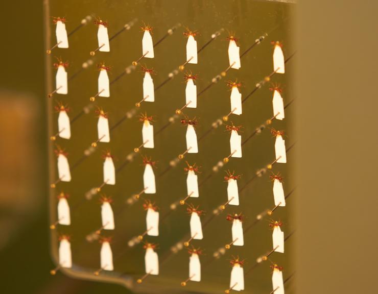 Finding and Identifying Insects | The Learning Zone