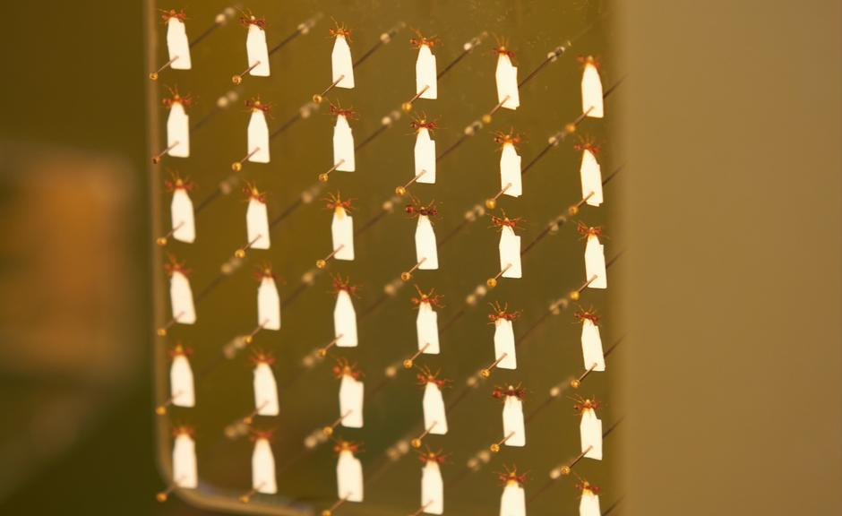 Finding and Identifying Insects | The Learning Zone