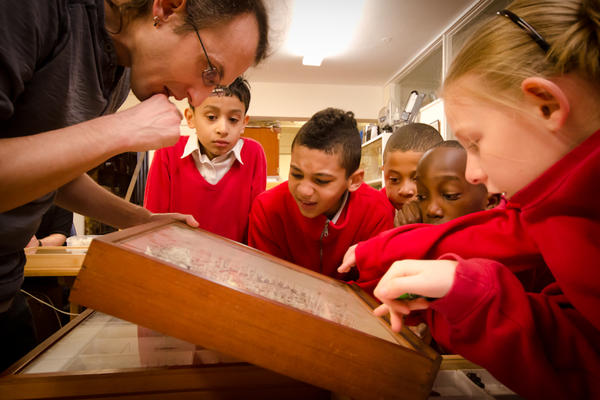 Pupils watching at insects collection