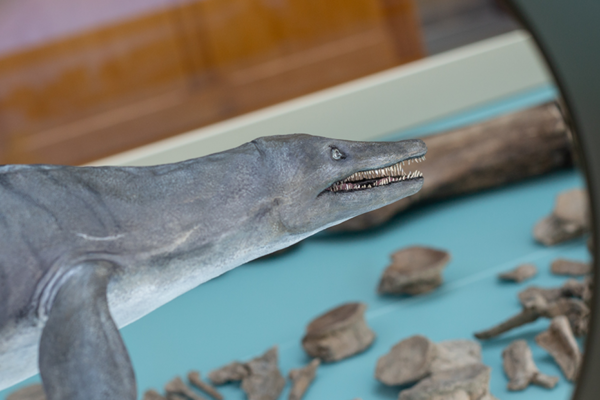 Pliosaur model with fossils in the background
