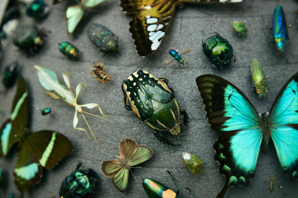 Butterflies and beetles